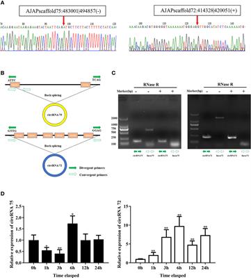 CircRNA75 and CircRNA72 Function as the Sponge of MicroRNA-200 to Suppress Coelomocyte Apoptosis Via Targeting Tollip in Apostichopus japonicus